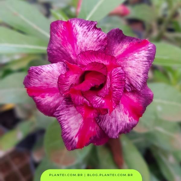 rosa do deserto - plantas para jardim