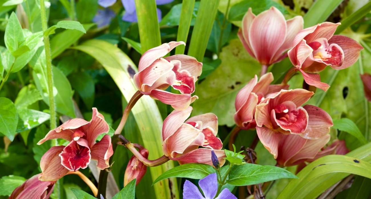 Orquídea Cymbidium: como cuidar e fazer florir - Blog da Plantei