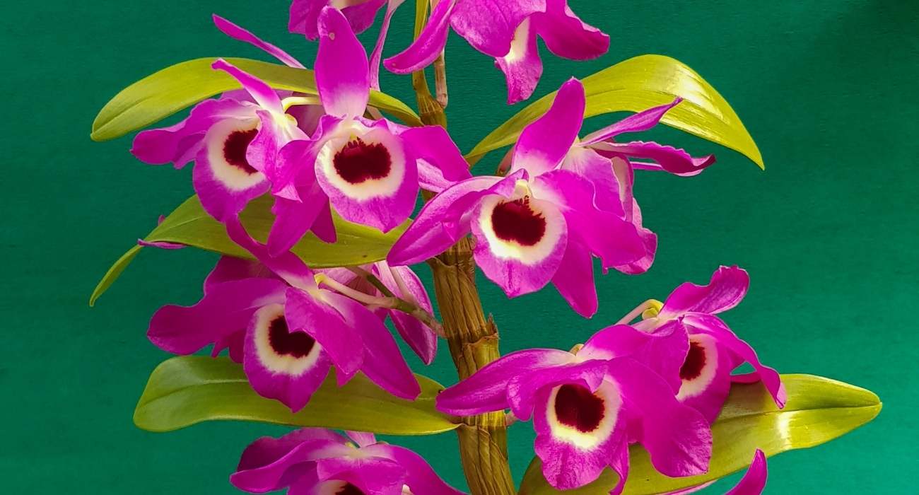 Orquídea Dendrobium: quais os tipos e como cuidar - Blog da Plantei