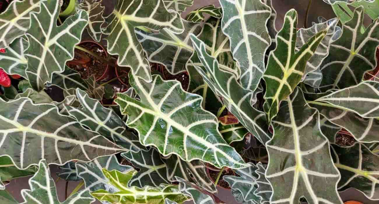 Padrão de plantas em casa escura