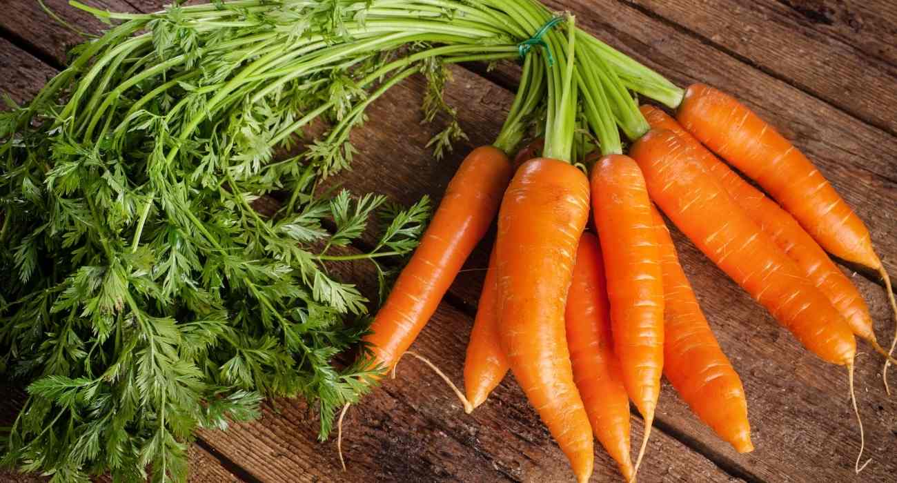Como plantar cenoura: passo a passo - Blog da Plantei