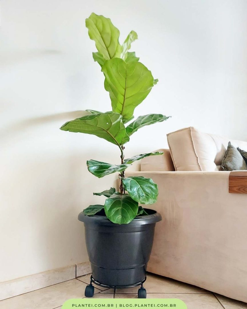 Plantas dentro de casa: Ficus lyrata