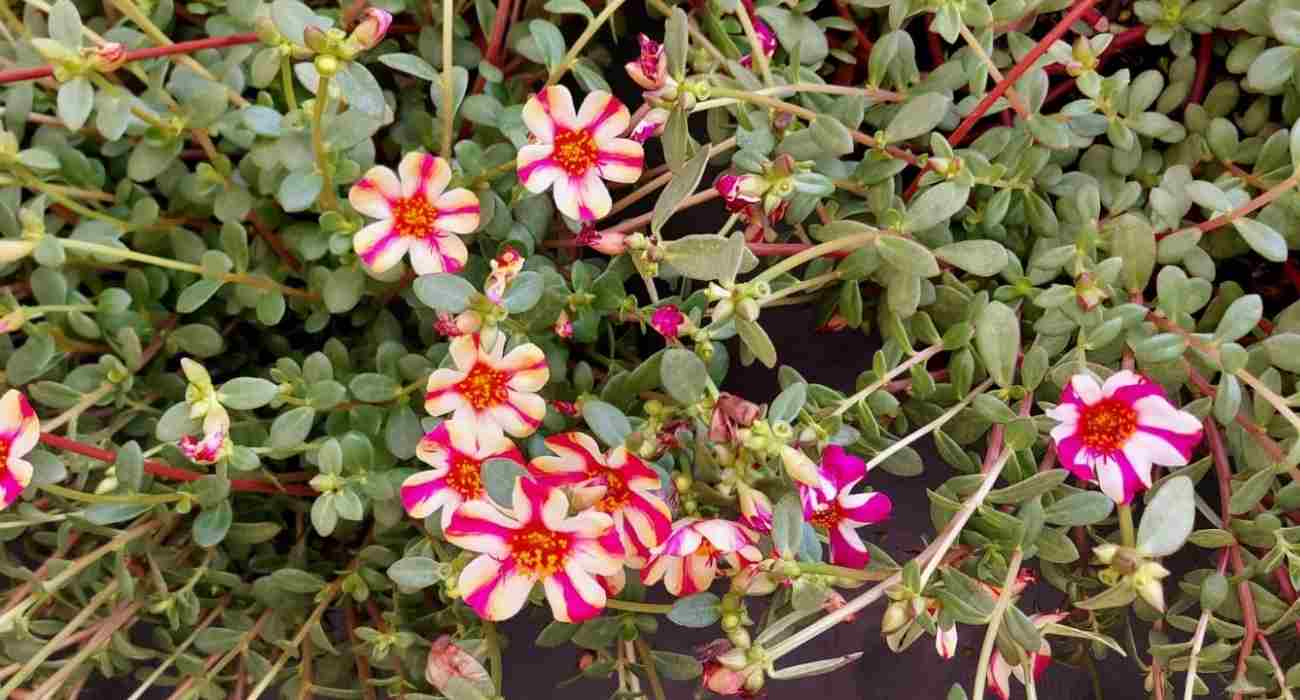 FLORES ORNAMENTAIS Vinca Sortida BOA NOITE (Catharanthus roseus)