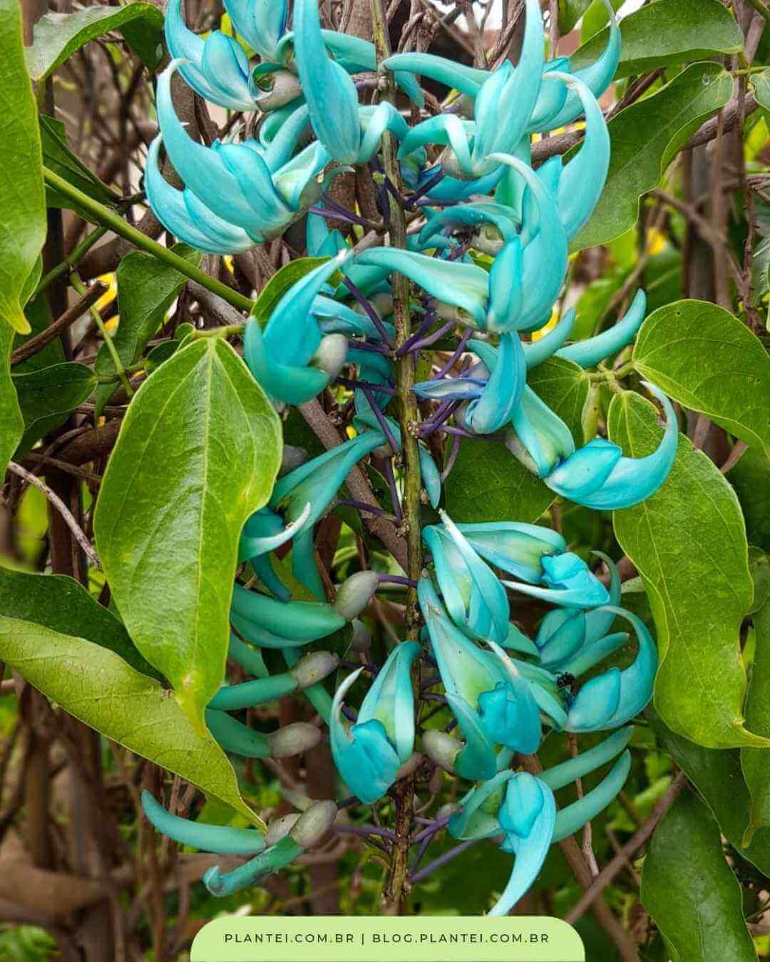 Jade azul: como cuidar da planta - Blog da Plantei