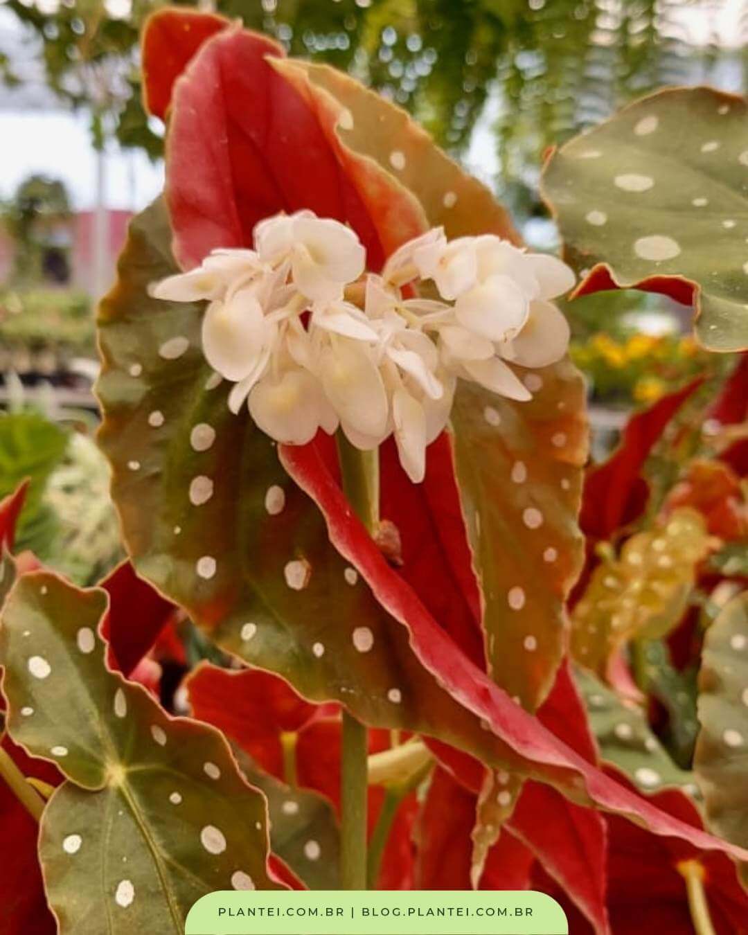 Begônia maculata: aprenda a cultivar - Blog da Plantei