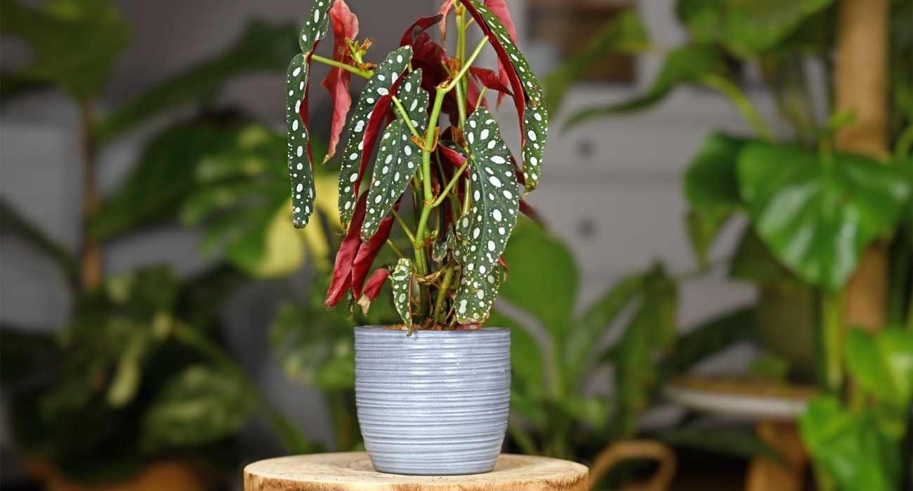 Begônia maculata: aprenda a cultivar - Blog da Plantei
