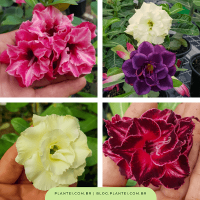 Rosas do deserto: veja as opções na Plantei Garden Center.