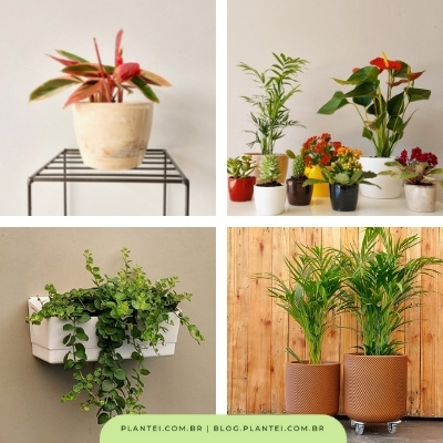 Vasos e cachepôs para plantas: clique e confira os modelos na loja Plantei.