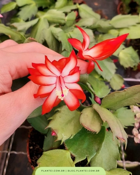 flor-de-maio vermelha - plantas pendentes que dão flores