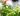 Jardim de ervas: a imagem mostra hortelã cultivada em vasos e uma pessoa colhendo as folhas com uma tesoura de cultivo.