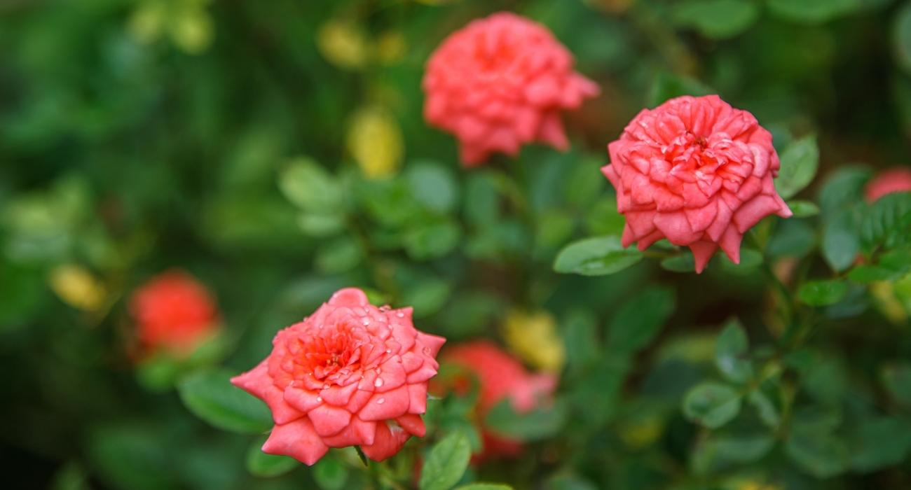Mini-rosas: como cuidar, podar e adubar - Blog da Plantei