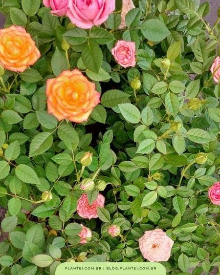Mini-rosas: disponíveis na Plantei Garden Center.