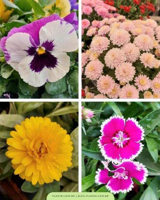 Flores para semear na primavera: amor-perfeito, cravina, calêndula, etc.