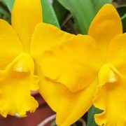 3 dicas de como cuidar das orquídeas após a floração