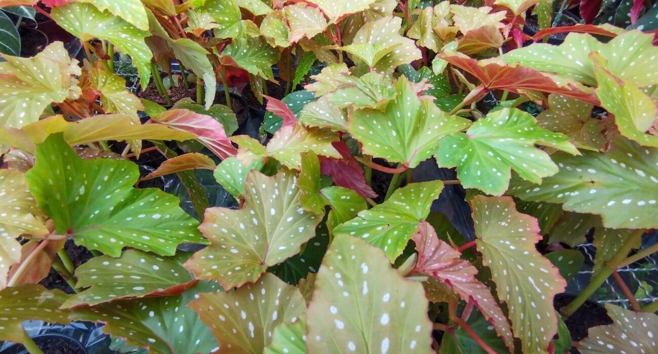 Mudas de begônia asa-de-anjo disponível na Plantei Garden Center. A imagem mostra várias mudas juntas, que tem folhas alongadas, recortadas e pontiagudas, semelhantes às asas de anjos.