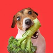 Horta para pets: o que plantar para cães, gatos e calopsitas
