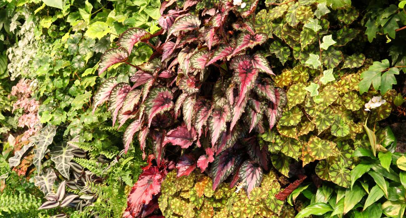 Parede verde com plantas vivas: folhagens, begônias roxas, etc.