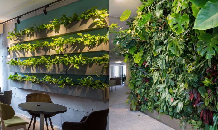 Parede verde com plantas em espaços internos. 