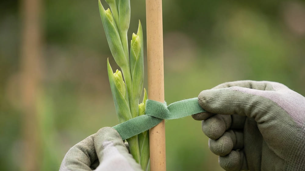 Tutoramento de gladíolos com vareta de bambu