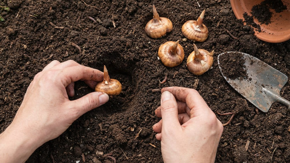 Bulbos de gladíolos prontos para o plantio