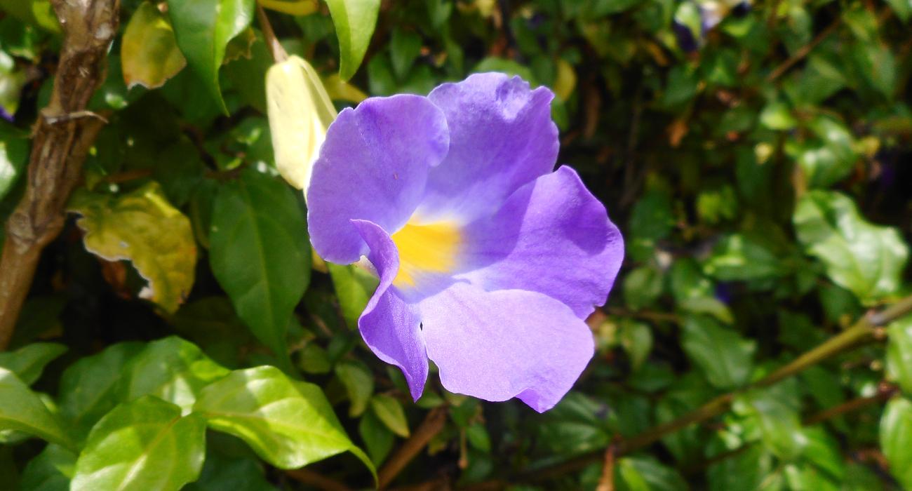 Tumbérgia-azul - planta arbustiva.