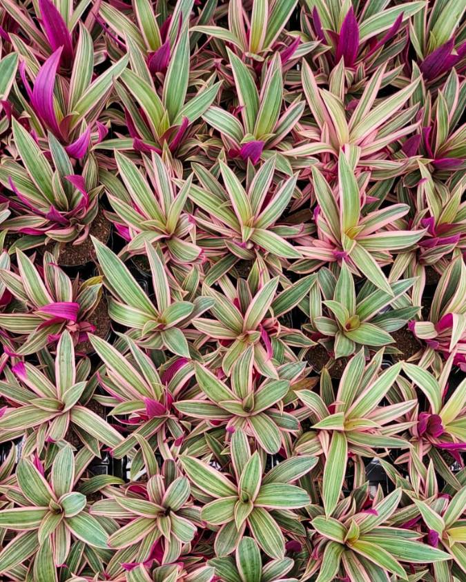Várias mudas de abacaxi-roxo vistas por cima: folhas verdes com detalhes em roxo na parte superior e, na parte debaixo, folhas roxas.