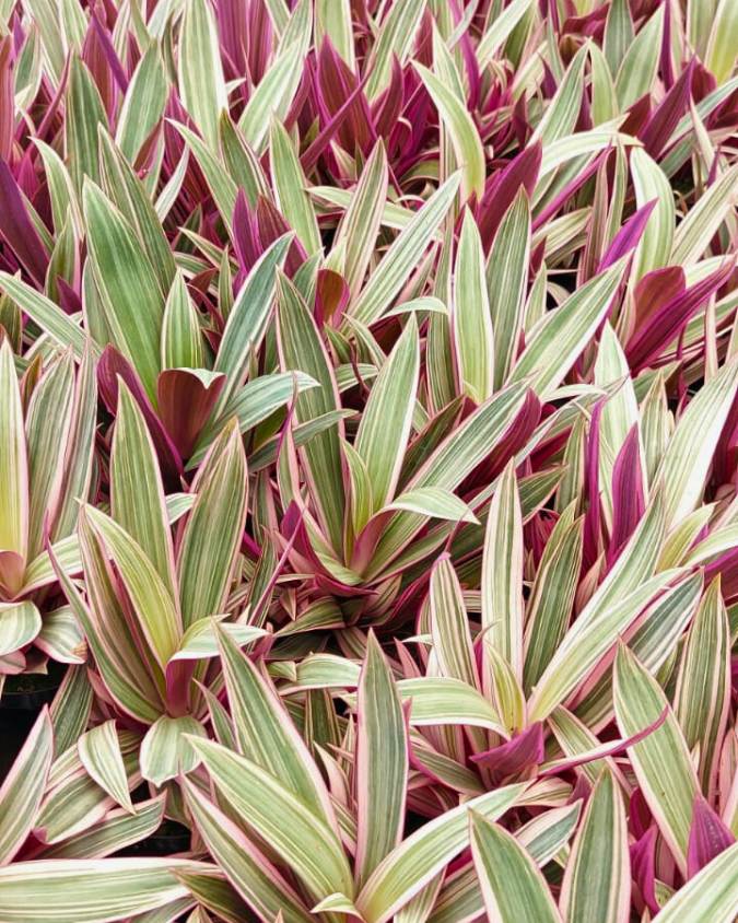 Abacaxi-roxo: planta com folhas verdes e detalhes em roxo na parte superior e, na parte debaixo, coloração apenas roxa. Imagem: Plantei Garden Center.
