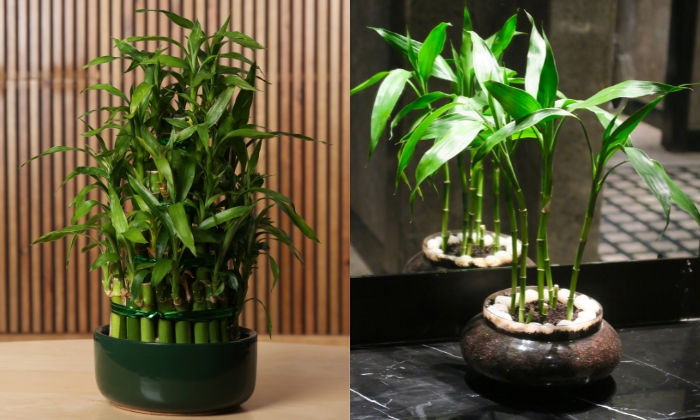 O bambu-da-sorte pode ser cultivado em vasos com substrato ou em recipientes com água. Imagens: Canva.
