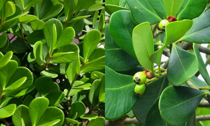 Clusia (Clusia fluminensis): planta resistente com folhas verdes, brilhantes e em formato de gota.