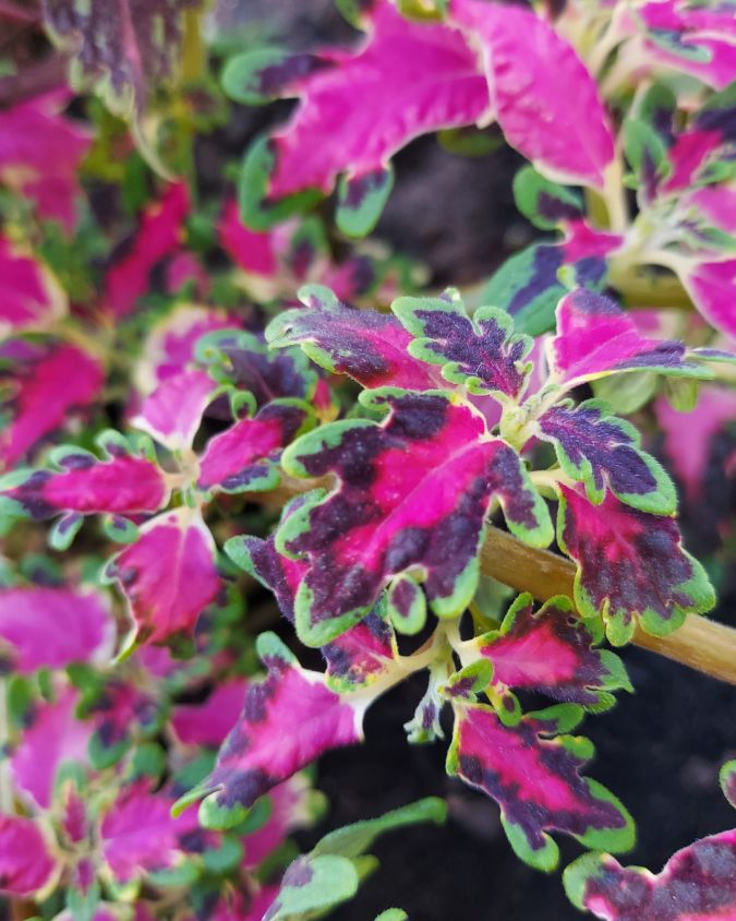 Coleus com folhas roxas, rosa e verde. Imagem: Plantei Garden Center.