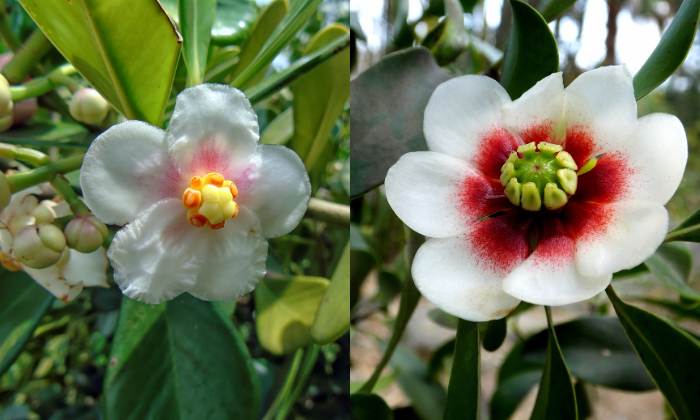 Flores da clusia: têm pétalas brancas e centro rosa ou vermelho.