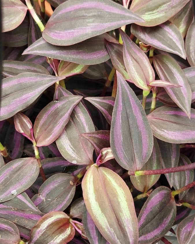 Folhas da lambari-roxo (Lambari Tradescantia Zebrina) uma planta roxa com detalhes em verde.