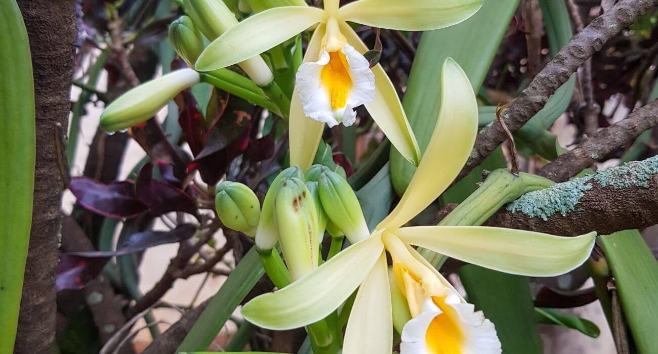 orquídea baunilha