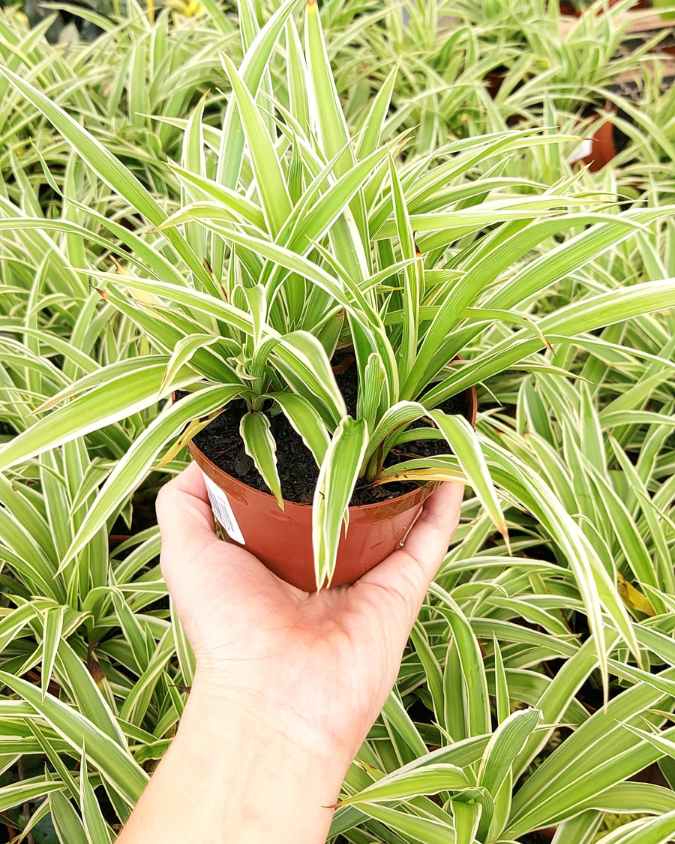 A imagem mostra uma mão segurando um clorofito dentro de um vaso, que é uma planta com folhas alongadas e finas, que são predominantemente verdes com partes em branco.