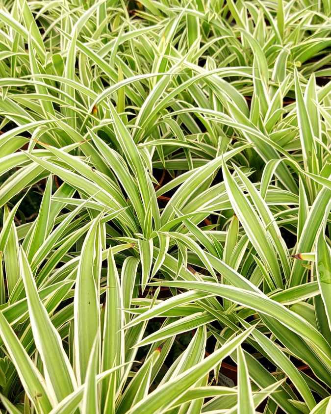 Clorofito: planta com folhas alongadas e finas, que são predominantemente verdes com partes em branco.