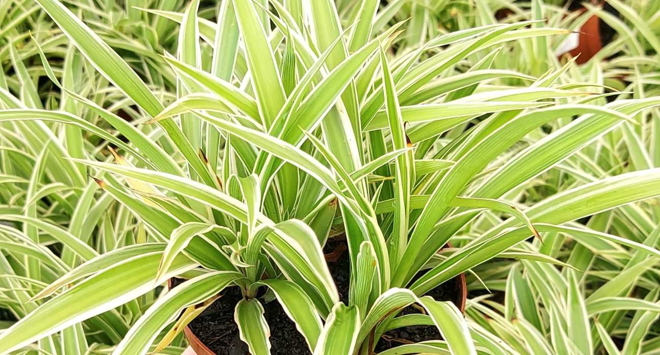 Clorofito: planta com folhas alongadas e finas, que são predominantemente verdes com partes em branco.
