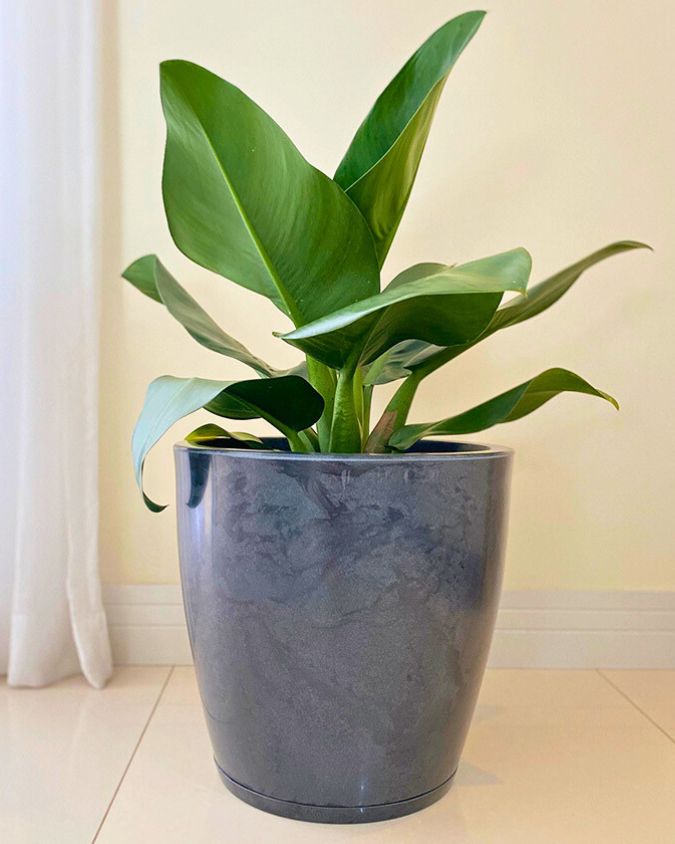 A imagem mostra uma pacová, planta de folhas grandes e verdes, plantada em um vaso cinza. O vaso está em um ambiente interno, perto de uma janela com cortinas. Imagem: Floridis.