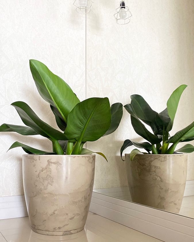 A imagem mostra uma pacová, planta de folhas grandes e verdes, plantada em um vaso branco. O vaso está em um ambiente interno, e o reflexo aparece no espelho. Imagem: Floridis.