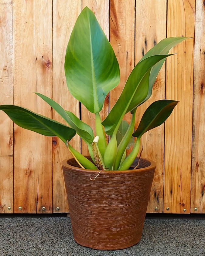 A imagem mostra uma pacová, planta de folhas grandes e verdes, plantada em um vaso marrom. O vaso está em um ambiente externo, sob um tapete cinza, com fundo de madeira. 