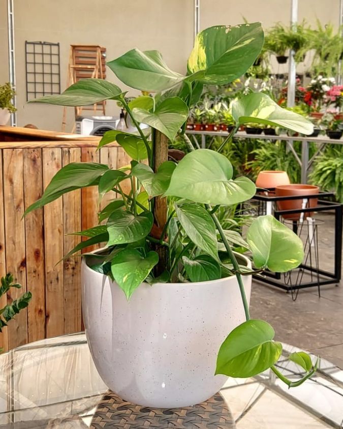 Jiboia verde em vaso. Imagem: Plantei Garden Center.