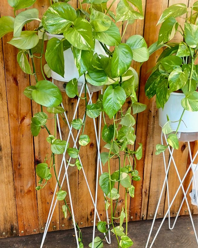 Jiboia verde em vaso autoirrigável e suporte. Imagem: Plantei Garden Center.