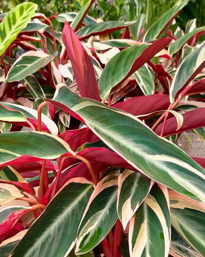 A imagem mostra mudas de Maranta Tricolor ou Calathea Trialstar agrupadas. Elas têm folhas alongadas com coloração verde e rosa.