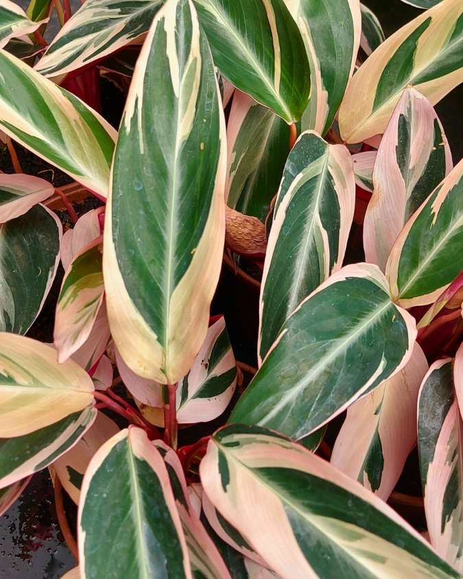 A imagem mostra mudas de Maranta Tricolor ou Calathea Trialstar agrupadas. Elas têm folhas alongadas com coloração verde e rosa.