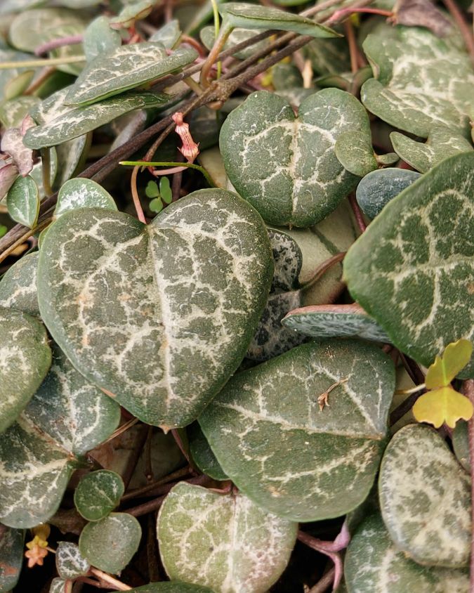 Foto da planta corações-emaranhados, que tem as folhas em formato de coração e coloração verde, com vincos em prata/creme.