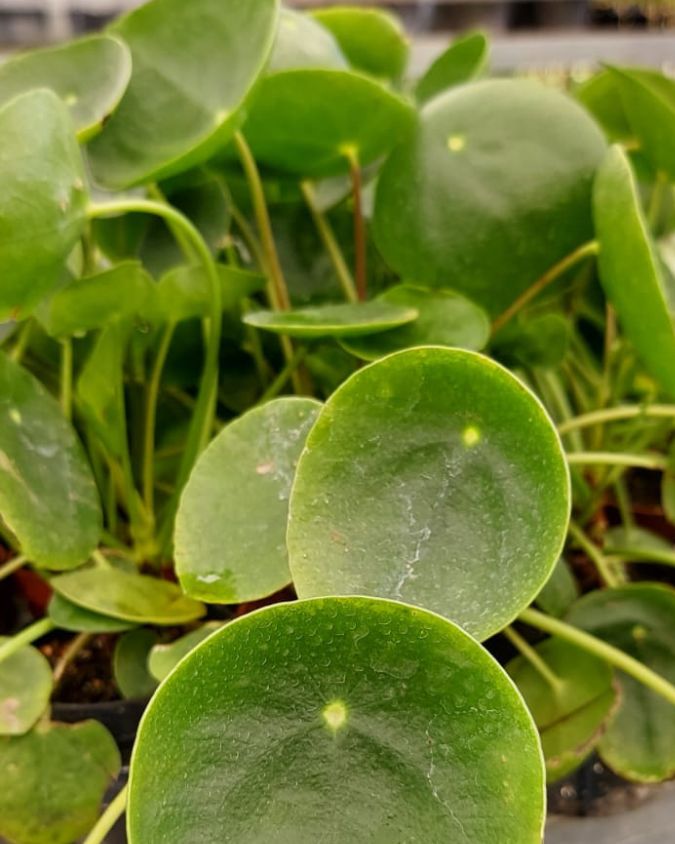 Pilea Peperomioides 