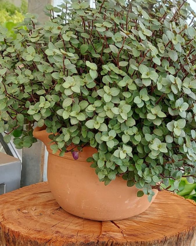 Dinheiro-em-penca (tostão) em vaso de barro. Imagem: Plantei Garden Center.