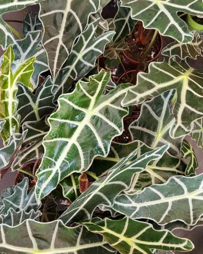 Alocasia Polly ou Alocasia Amazônica. Imagem: Plantei Garden Center. 