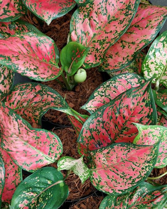 Aglaonema Pink Beauty, com folhas com o centro cor de rosa e bordas em verde-bandeira. Imagem: Plantei Garden Center.