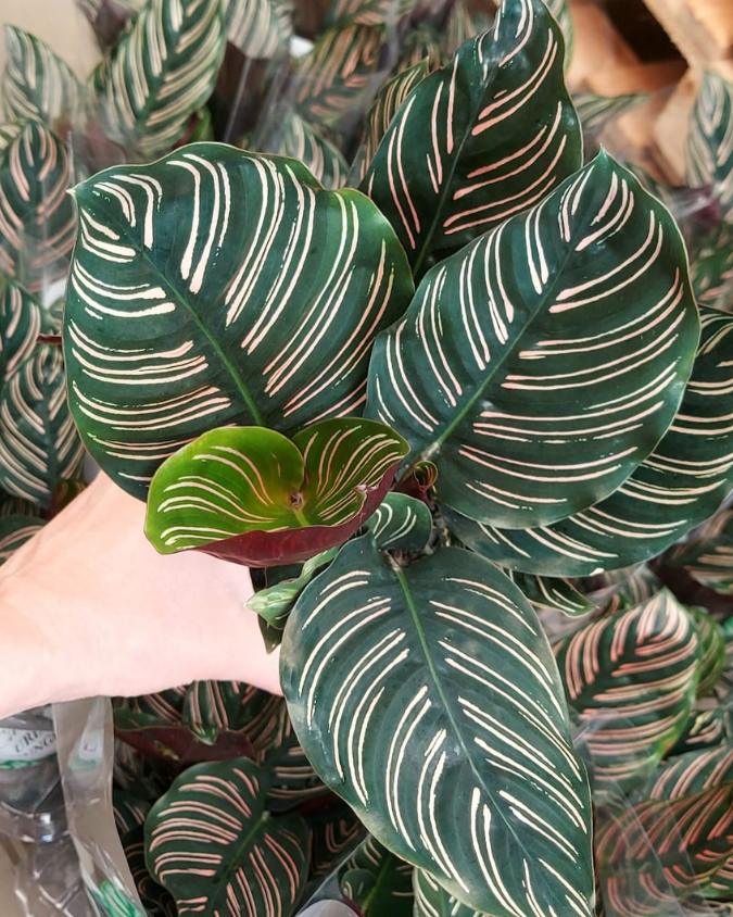 Calathea Ornata. Imagem: Plantei Garden Center.