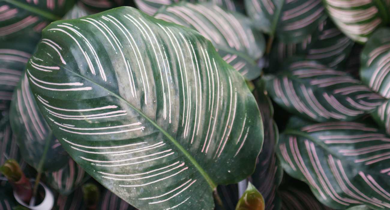 Calathea Ornata